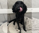 Small #2 Poodle (Miniature) Mix