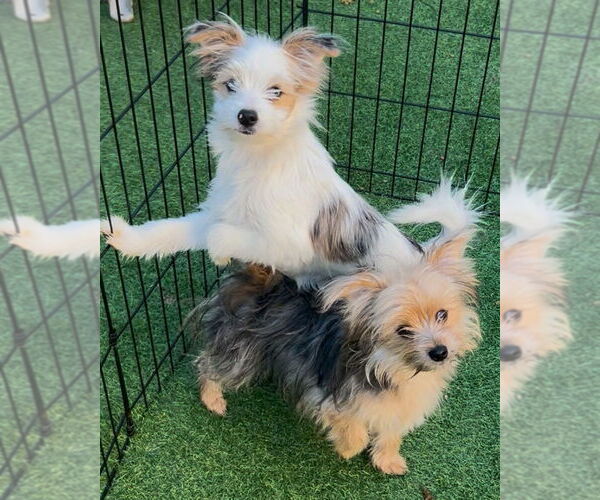 Medium Photo #2 Pomeranian-Unknown Mix Puppy For Sale in San Diego , CA, USA