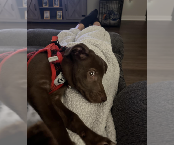 Medium Photo #4 Labrador Retriever-Unknown Mix Puppy For Sale in Rockville, MD, USA