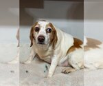 Small Photo #1 Beagle Puppy For Sale in Portland, IN, USA
