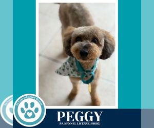 Mutt Dogs for adoption in Kimberton, PA, USA