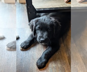 Australian Retriever Puppy for sale in REDMOND, OR, USA