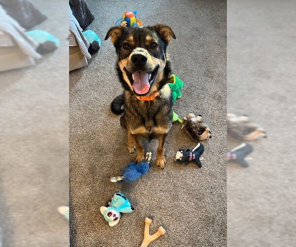 Medium Photo #16 Mutt Puppy For Sale in Rockaway, NJ, USA