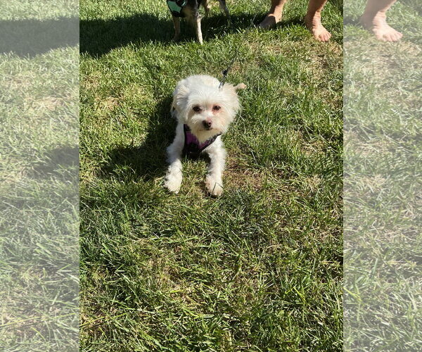 Medium Photo #2 Maltese-Unknown Mix Puppy For Sale in Belleuve, NE, USA