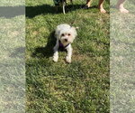 Small #1 Maltese Mix