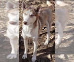 Small Photo #2 Siberian Husky Puppy For Sale in SANDY HOOK, KY, USA