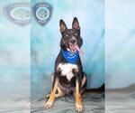 Small German Shepherd Dog