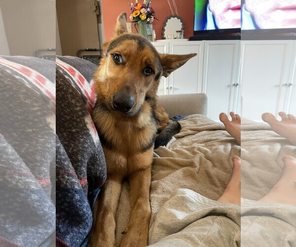 Medium Photo #4 German Shepherd Dog Puppy For Sale in Centreville, VA, USA