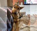 Small #3 German Shepherd Dog