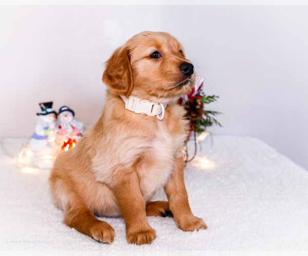 Medium Photo #6 Golden Retriever Puppy For Sale in WAKARUSA, IN, USA