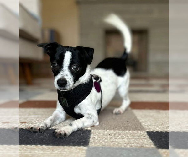 Medium Photo #1 Chihuahua Puppy For Sale in St. Louis Park, MN, USA