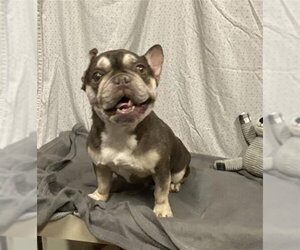 French Bulldog Dogs for adoption in Modesto, CA, USA