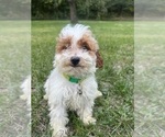 Small Photo #30 Poodle (Miniature) Puppy For Sale in DURHAM, CT, USA