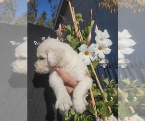 Goldendoodle Puppy for sale in GALT, CA, USA
