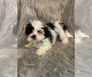 Lhasa Apso-Poodle (Toy) Mix Puppy for sale in BEECH GROVE, IN, USA