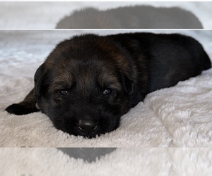 German Shepherd Dog Puppy for sale in GROVE CITY, OH, USA