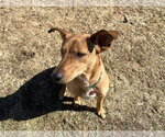 Small #6 Mutt