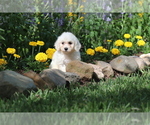 Puppy Woofy Bichon Frise