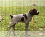 Puppy Blue German Shorthaired Pointer-German Wirehaired Pointer Mix