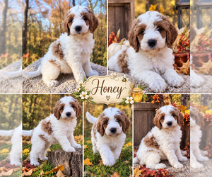 Bernedoodle-Poodle (Miniature) Mix Puppy for sale in MILLVILLE, MN, USA