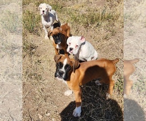 Boxer Puppy for sale in AFTON, WY, USA