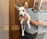 Small #9 white german shepherd Mix