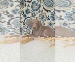 Puppy Riah Weimaraner