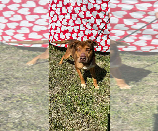 Medium Photo #4 Mutt Puppy For Sale in Abbeville, LA, USA