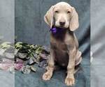 Small Photo #2 Weimaraner Puppy For Sale in BREMEN, GA, USA