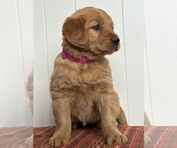Medium Photo #9 Golden Retriever Puppy For Sale in MEAD, OK, USA