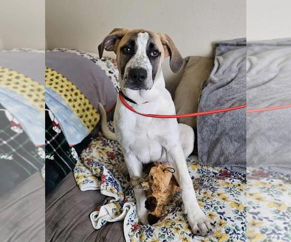 Medium Photo #2 Great Pyrenees-Unknown Mix Puppy For Sale in Rockwall, TX, USA