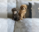Small #4 Poodle (Toy)