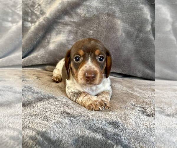 Medium Photo #5 Dachshund Puppy For Sale in AIKEN, SC, USA