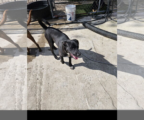 Medium Photo #2 Labrador Retriever-Unknown Mix Puppy For Sale in Tracy City, TN, USA