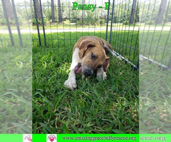 Medium Photo #5 Australian Shepherd-Beagle Mix Puppy For Sale in Pensacola, FL, USA