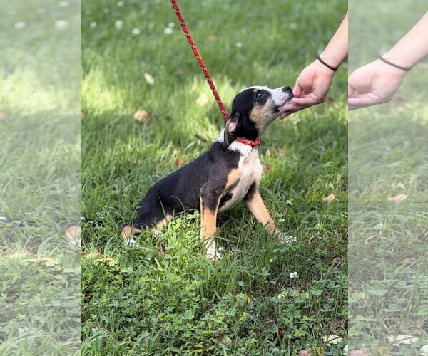Medium Photo #2 Mutt Puppy For Sale in Yardley, PA, USA