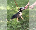 Small #1 Mutt