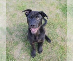 Labrador Retriever-Unknown Mix Dogs for adoption in Waco, TX, USA