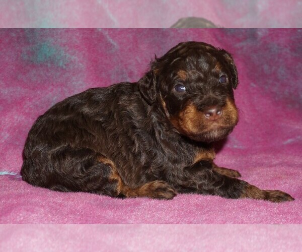 Medium Photo #1 Miniature Labradoodle Puppy For Sale in LA HABRA, CA, USA
