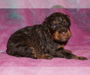 Miniature Labradoodle Puppy for sale in LA HABRA, CA, USA