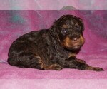 choc phantom 2 - Female Miniature Labradoodle Puppy for Sale - Small photo