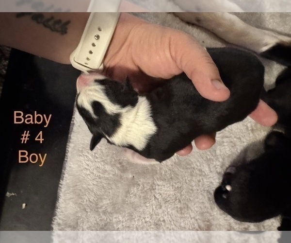 Medium Photo #11 Border-Aussie Puppy For Sale in MADRID, IA, USA