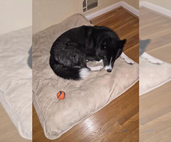 Medium Photo #7 Border Collie-Siberian Husky Mix Puppy For Sale in Silver Spring, MD, USA