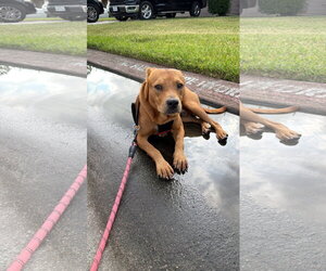 Luca - Male Labrador Retriever-Unknown Mix Dog for Adoption - Photo #2