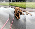 Small Photo #2 Labrador Retriever-Unknown Mix Puppy For Sale in The Woodlands, TX, USA