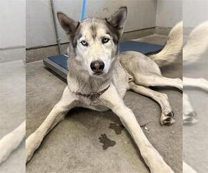 Siberian Husky Dogs for adoption in Camarillo, CA, USA