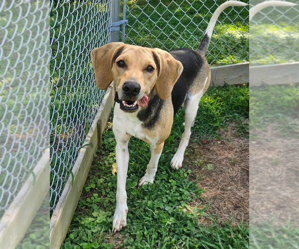 Medium Photo #6 Mutt Puppy For Sale in Maryville, TN, USA