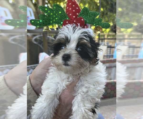 Medium Photo #3 Biewer Terrier Puppy For Sale in VERO BEACH, FL, USA