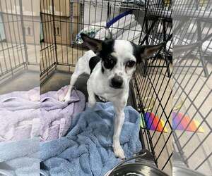 Chihuahua-Unknown Mix Dogs for adoption in Rowlett, TX, USA