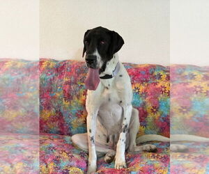 Great Dane Dogs for adoption in Bullard, TX, USA